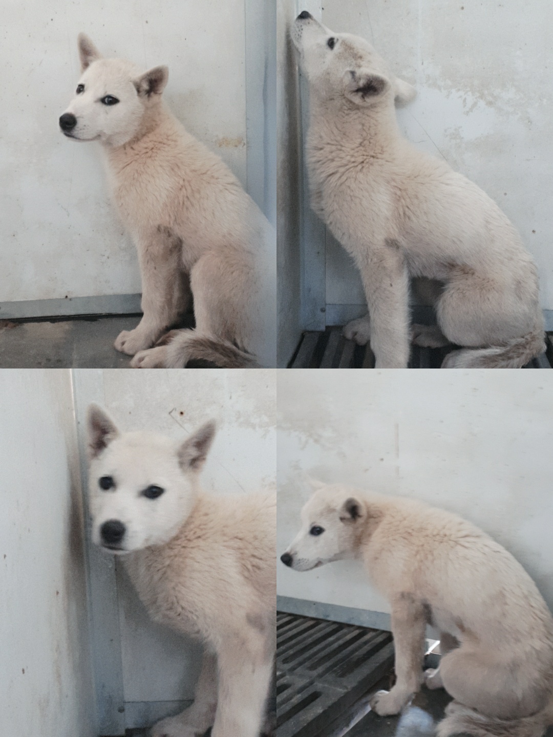 남양동물보호센터_441553202301375